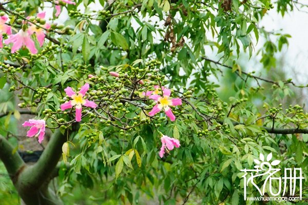 紫荆花有什么作用，紫荆花的功效与作用