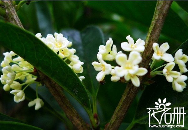 桂花什么时候开花，品种不同开花时间有所差异(一般在九月)