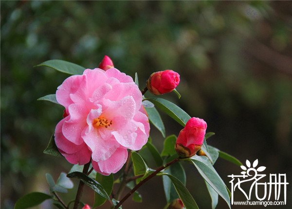 昆明的市花是什么花，云南八大名花之首山茶花