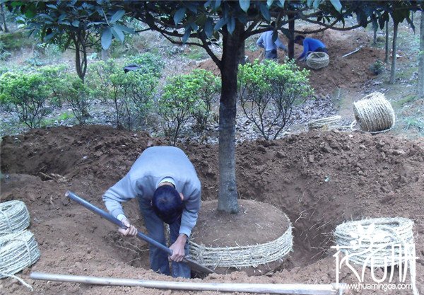 20公分桂花树价格多少，2018桂花树价格表