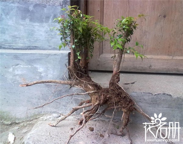 桂花树幼苗多少钱，2018桂花树苗价格