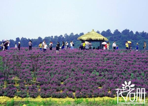 2018南京薰衣草庄园什么时候开花 南京谷里薰衣草庄园有两个花期