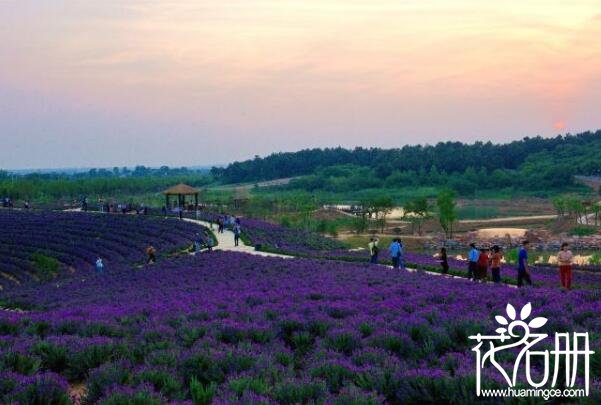 2018南京薰衣草庄园什么时候开花 南京谷里薰衣草庄园有两个花期