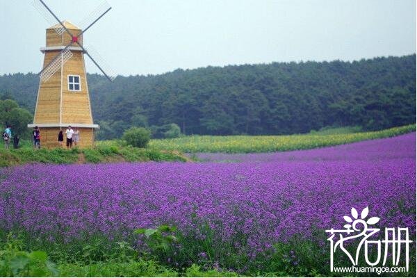 2018南京薰衣草庄园什么时候开花 南京谷里薰衣草庄园有两个花期