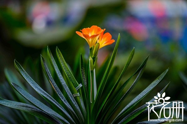 家中养什么花好，适合家养的10种花卉植物