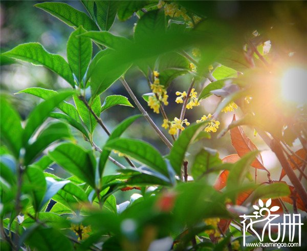 桂花树种子怎么种，桂花树种子种植技术