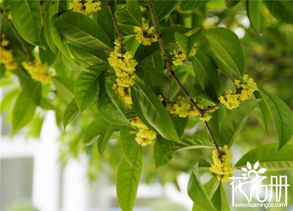 桂花树不开花的原因，桂花树不开花怎么回事