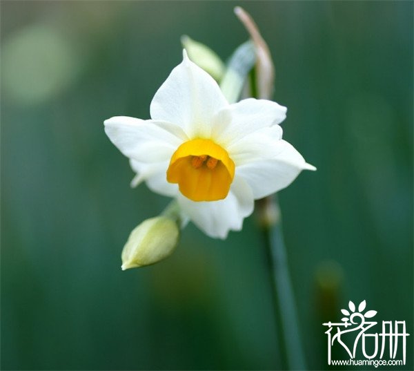 凌波仙子是什么花，金盏银台水仙花