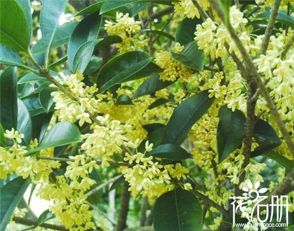 桂花树有雌雄之分吗，桂花树是雌雄同株