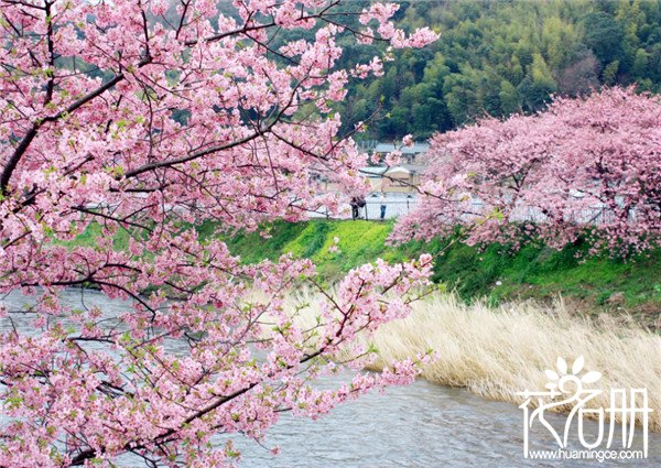 日本的国花是什么花，日本没有法定国花