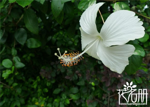 扶桑花怎么浇水，扶桑花浇水注意事项