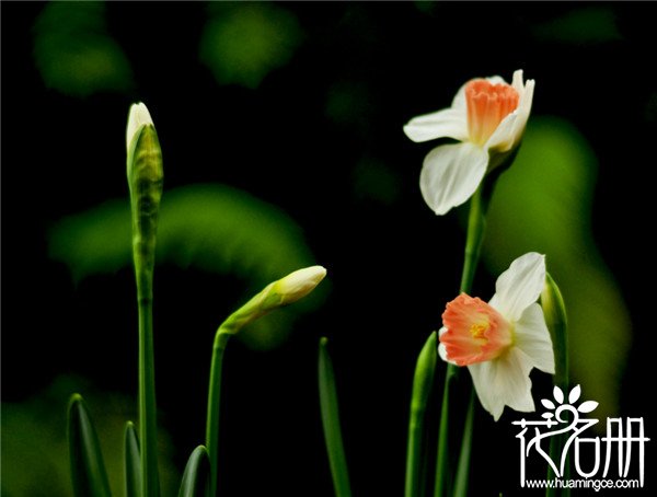 水仙花怎么催花，水仙快速开花方法