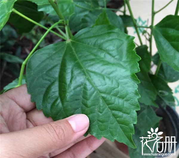 木槿花和扶桑花的区别，叶子花蕊都不一样