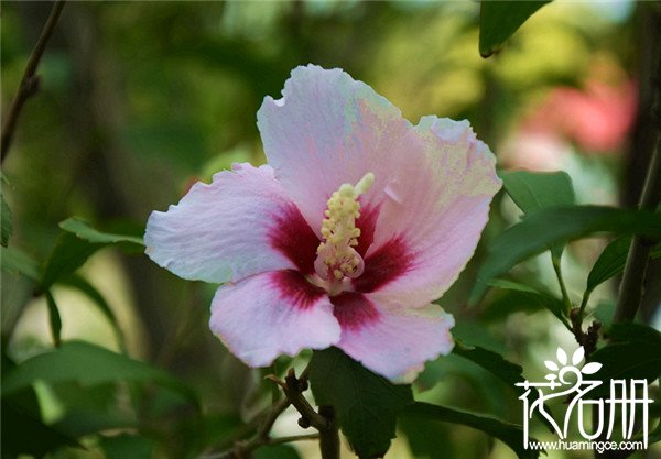 木槿花和扶桑花的区别，叶子花蕊都不一样