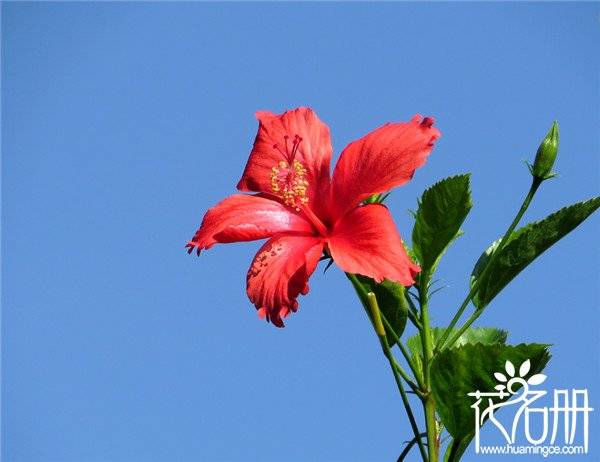 扶桑花什么时候开花，扶桑花全年都可开花(盛花期6-10月份)