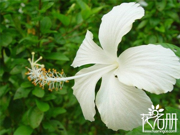 扶桑花什么时候开花，扶桑花全年都可开花(盛花期6-10月份)