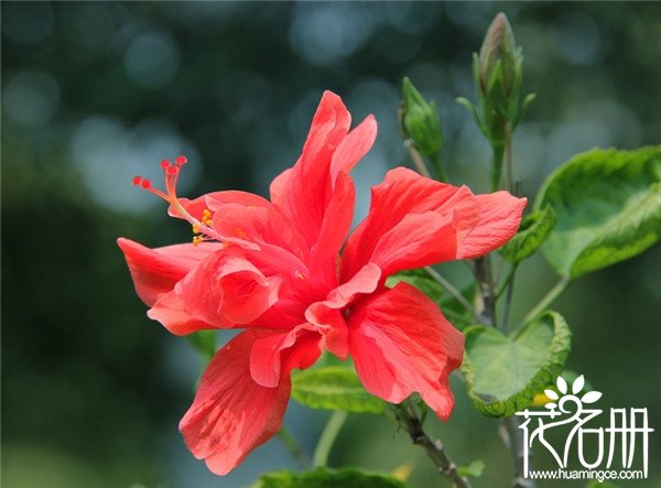 扶桑花什么时候开花，扶桑花全年都可开花(盛花期6-10月份)