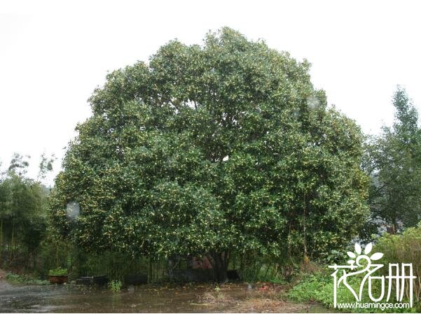 桂花树不宜种在哪里 种桂花树的禁忌(不宜种植在窗前)