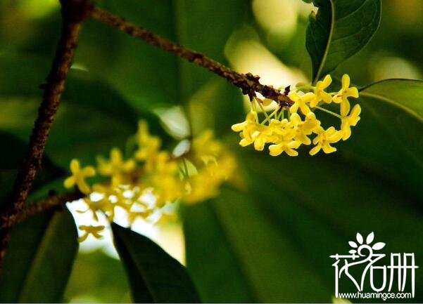 桂花树怎么浇水 桂花浇水方法(掌握见干见湿原则)