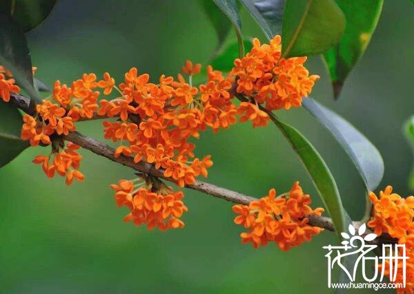 桂花树怎么浇水 桂花浇水方法(掌握见干见湿原则)