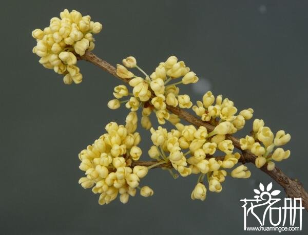 桂花树怎么浇水 桂花浇水方法(掌握见干见湿原则)