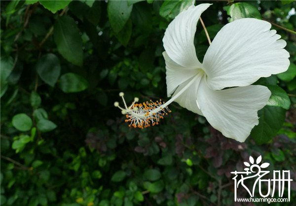 扶桑花的繁殖方法，扶桑花繁殖注意事项