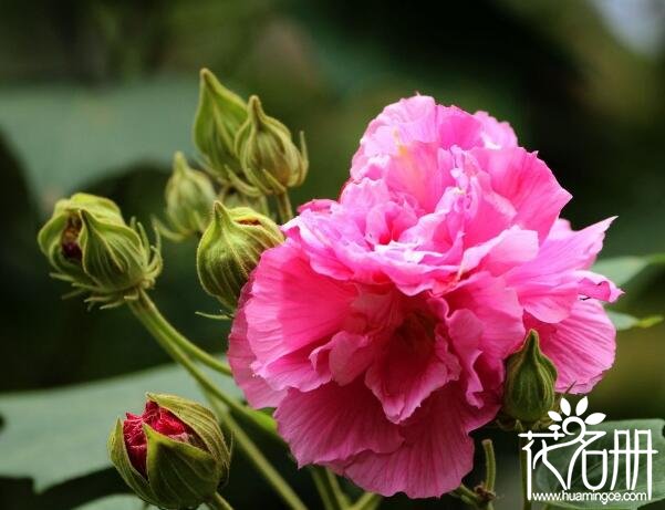 芙蓉花怎么养 芙蓉花的养殖方法(光照充足注意病虫)