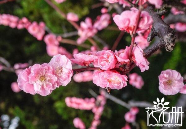 武汉市的市花是什么花 1984年梅花当选武汉市市花