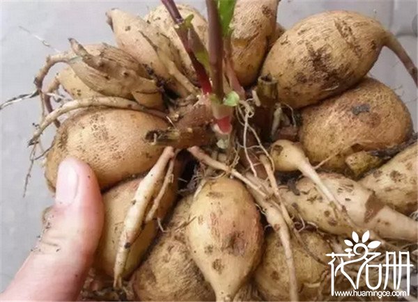 大丽花种球怎么种，大丽花种球种植方法