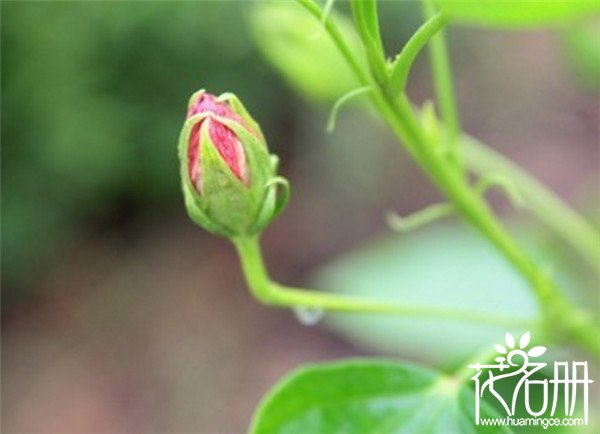 扶桑花为什么掉花蕾，扶桑花掉蕾的八大原因