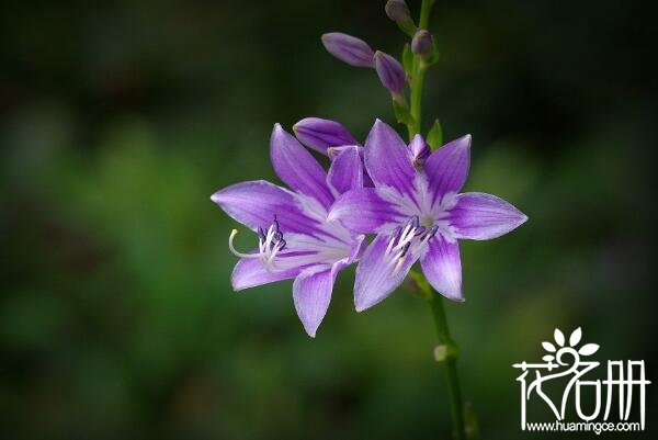 北方适合养什么花 适合北方种植的花卉(10种超耐寒花卉)