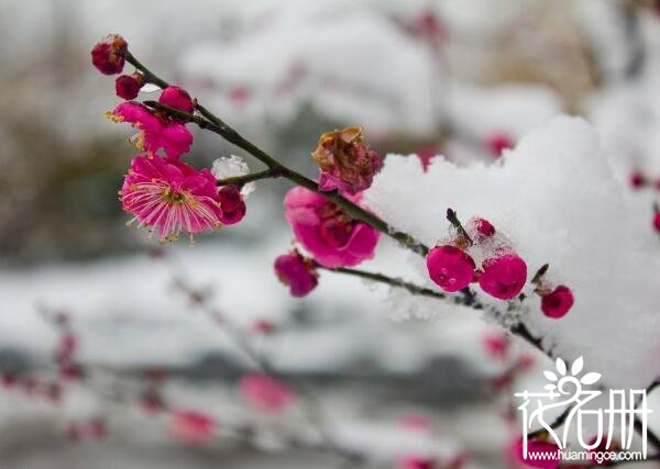 梅花的象征意义是什么，梅花象征品行高洁的隐士