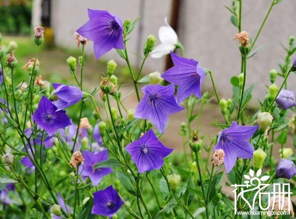 夏天开什么花，夏天开花的十种花卉(荷花/紫薇花/栀子花期最长)