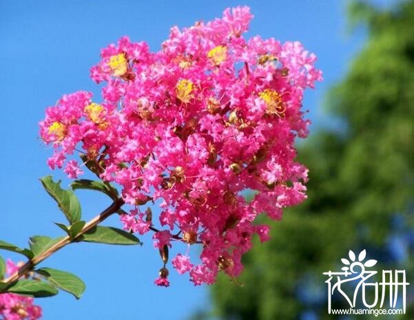 夏天开什么花，夏天开花的十种花卉(荷花/紫薇花/栀子花期最长)