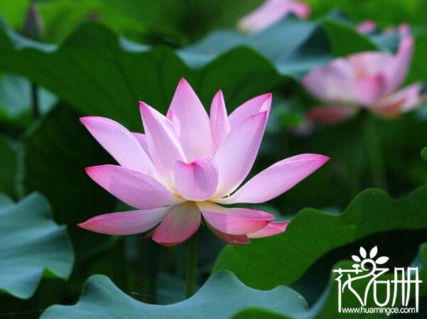 夏天开什么花，夏天开花的十种花卉(荷花/紫薇花/栀子花期最长)