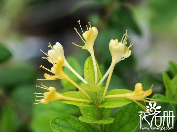 金银花什么时候开花，金银花五六月份开花(秋季可开花)