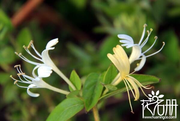 金银花什么时候开花，金银花五六月份开花(秋季可开花)