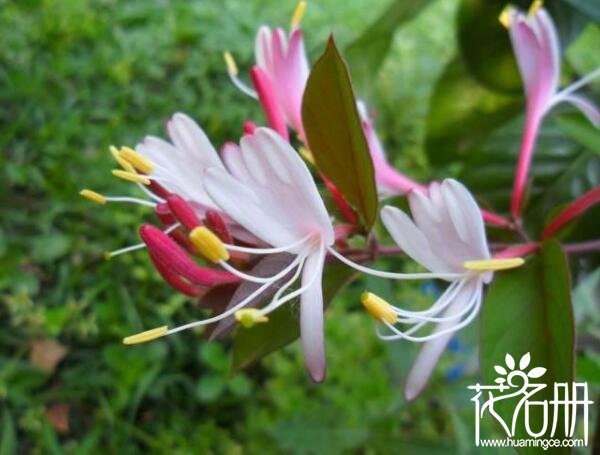 金银花什么时候开花，金银花五六月份开花(秋季可开花)