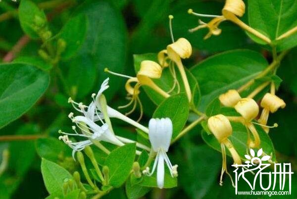 金银花怎么浇水，浇水要观察其土壤干湿程度