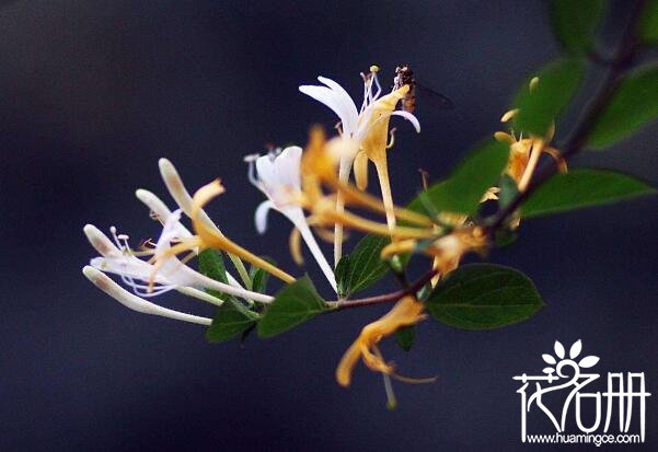 金银花怎么浇水，浇水要观察其土壤干湿程度