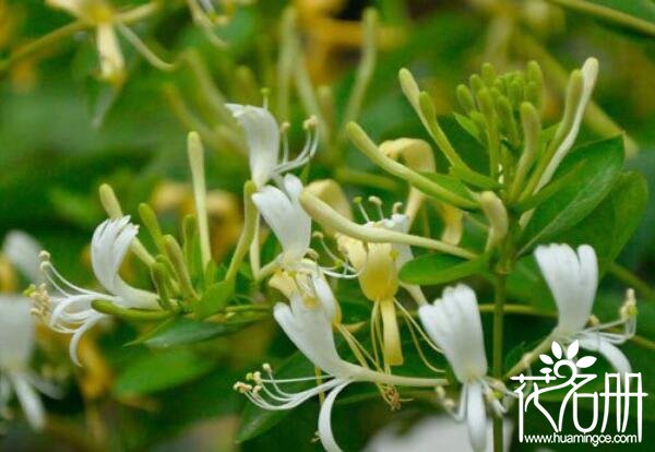 金银花怎么浇水，浇水要观察其土壤干湿程度