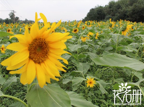 俄罗斯的国花是什么花，光明之花向日葵