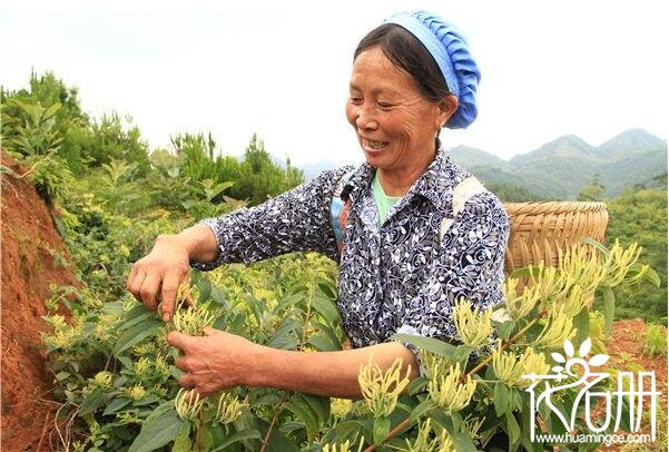 金银花什么时候采摘最好，金银花清晨和上午采摘最佳