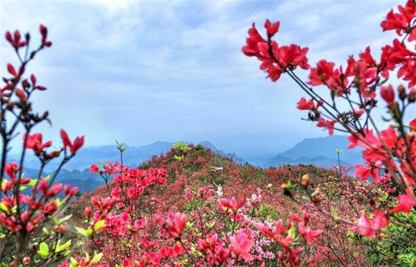 杜鹃花的象征意义是什么，杜鹃象征爱的喜悦与收获