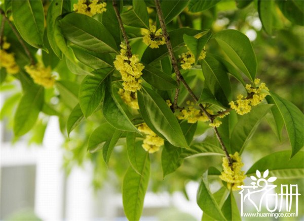 威海市花是什么花，飘香四溢的桂花