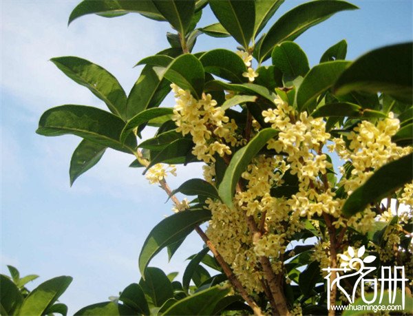 威海市花是什么花，飘香四溢的桂花