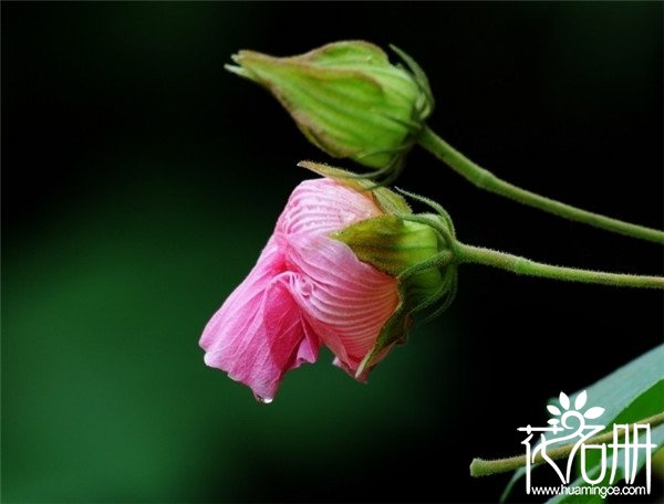 芙蓉花花语是什么，贞操/纯洁/纤细之美