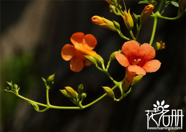 凌霄花怎么整形修剪，凌霄花牵引整形更美观