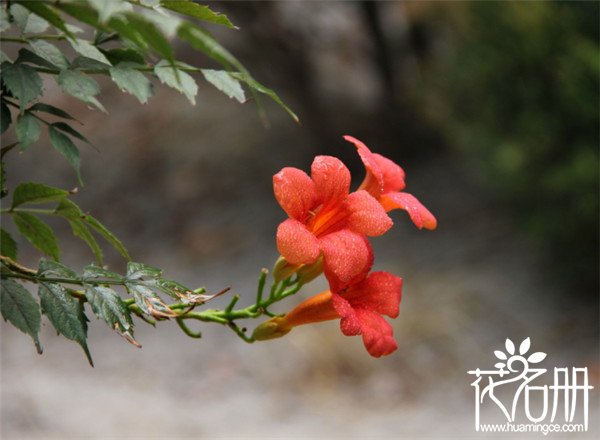 凌霄花怎么过冬，温度是凌霄花过冬的关键