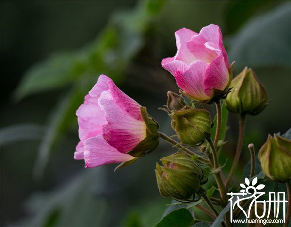 盆栽芙蓉怎么养，芙蓉花养殖方法和注意事项